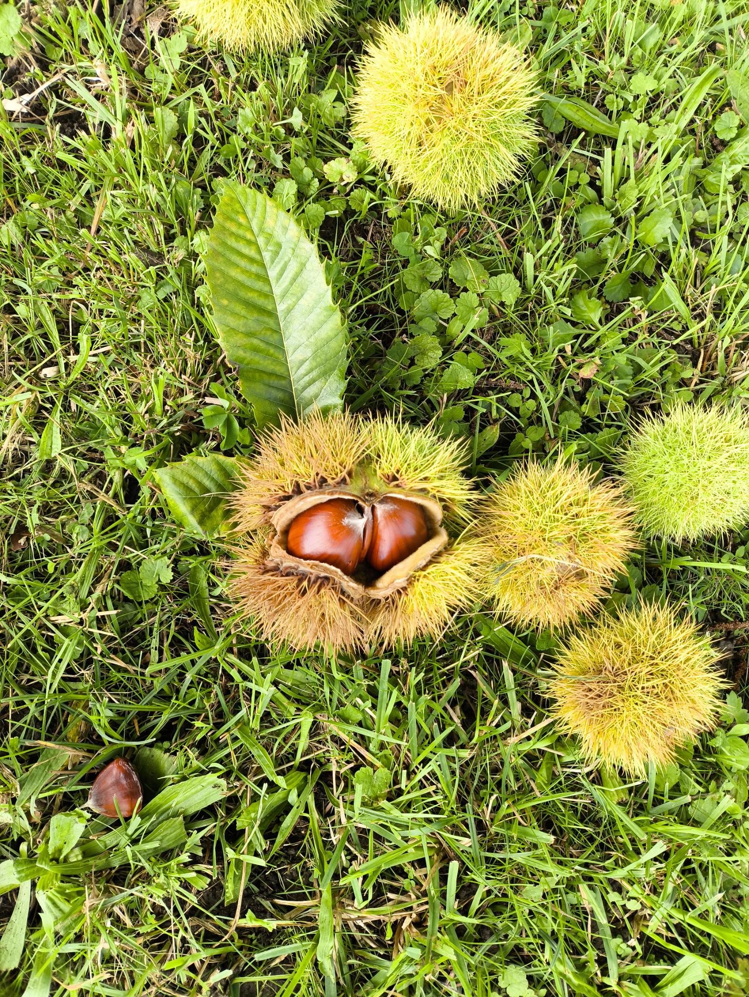 Edelkastanien vom Sidlerhof