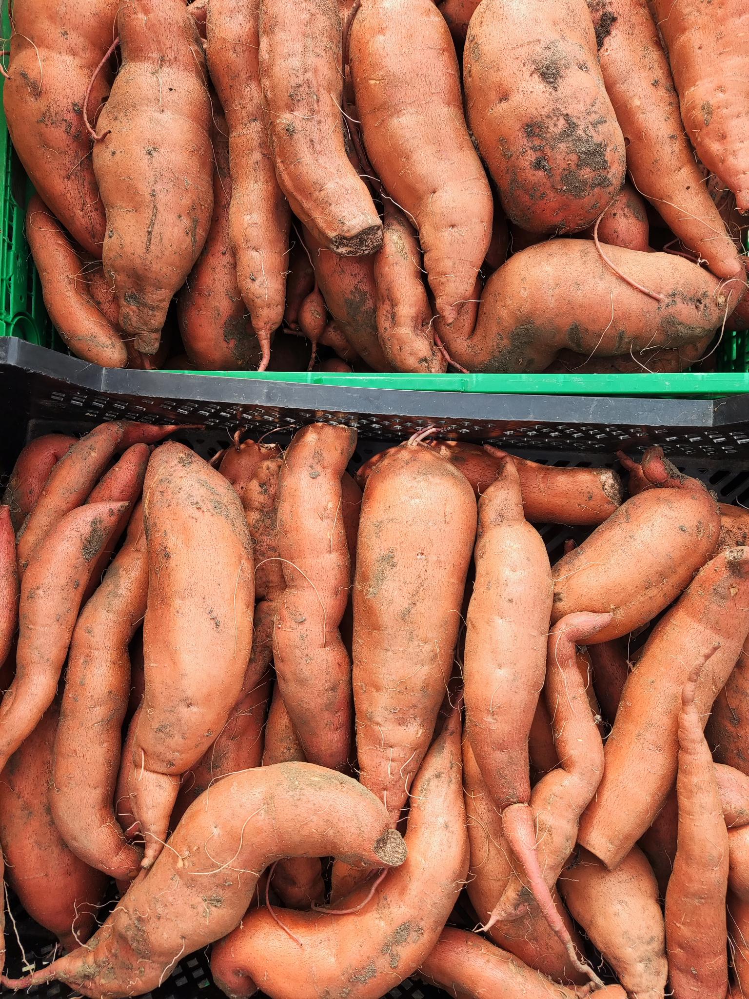 Süsskartoffeln vom Sidlerhof