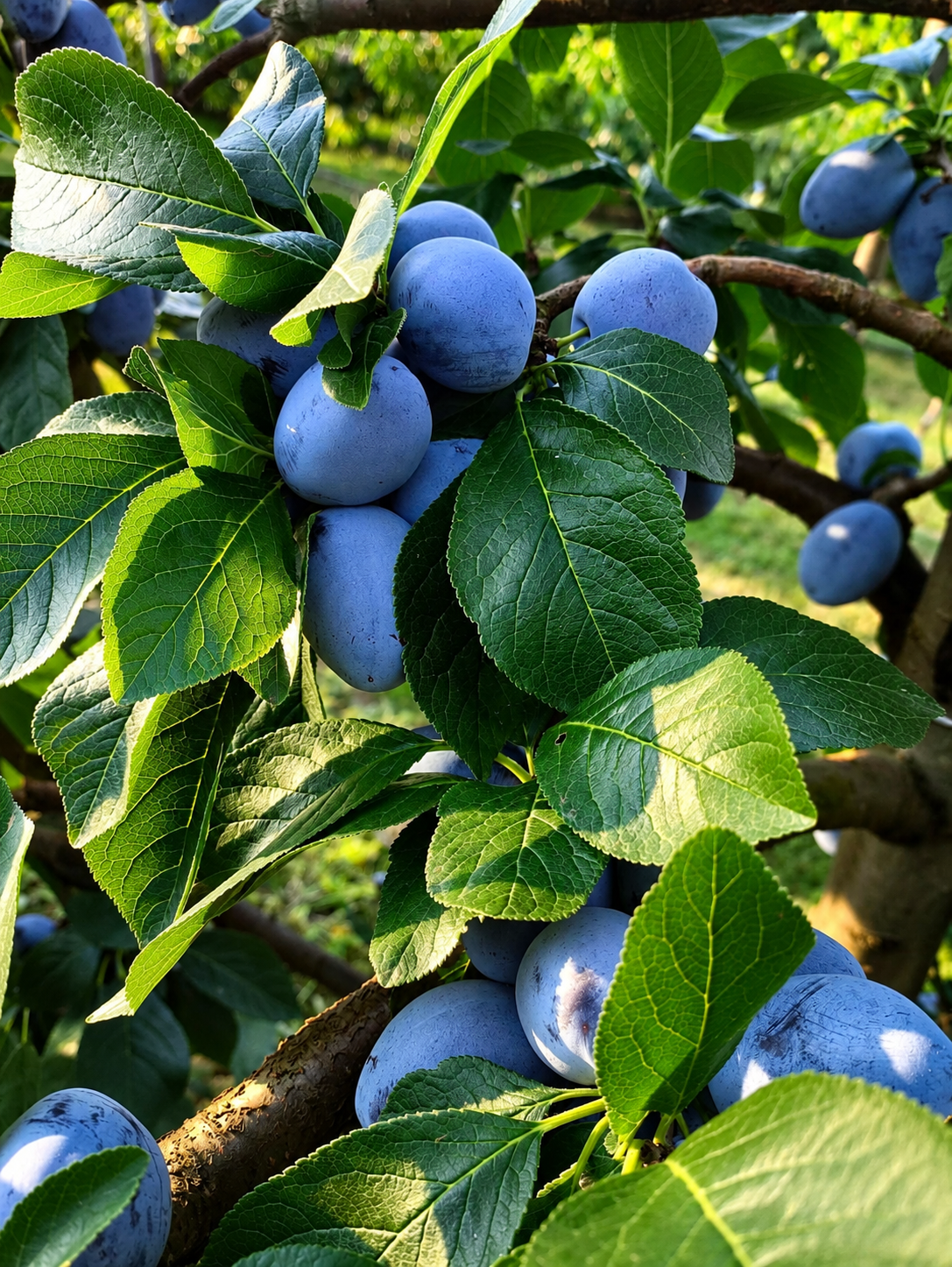 Frische Zwetschgen